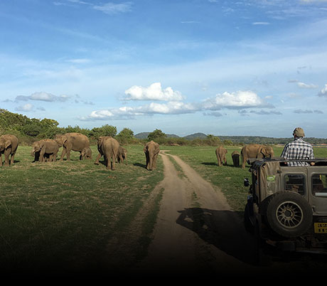 Minneriya Jeep Safari